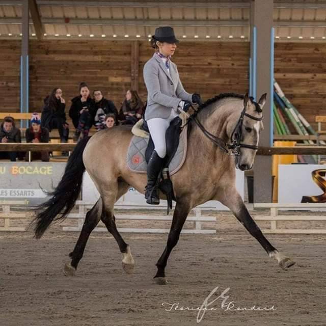 Puledra Lusitano In vendita 2022 Crema ,  ESPIRITO DA MATA