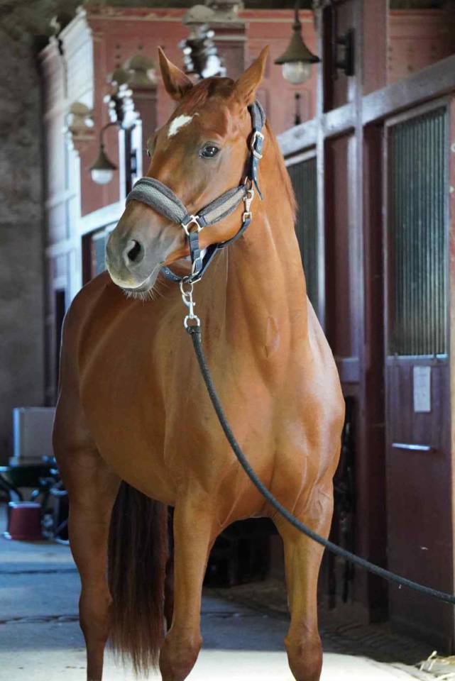 Cavalla Sella Francese In vendita 2018 Sauro