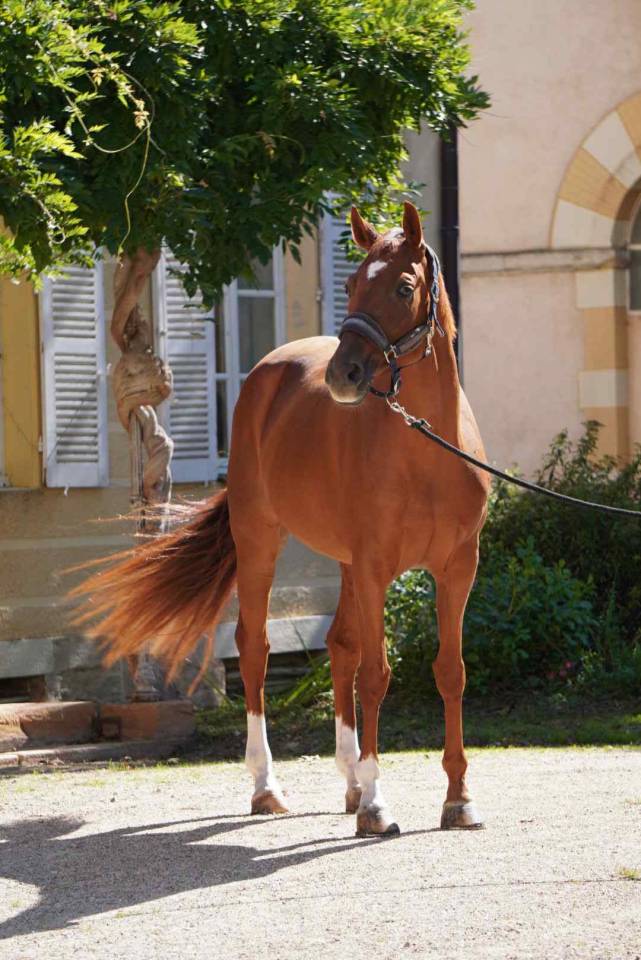 Cavalla Sella Francese In vendita 2018 Sauro