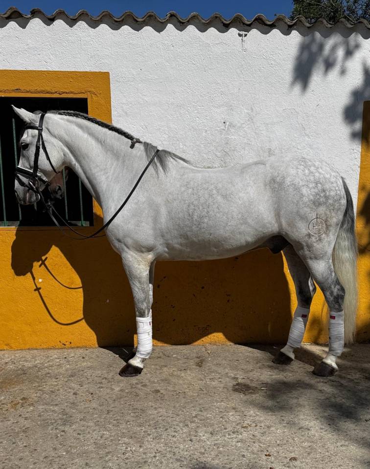 Castrone Origine Non Constatata In vendita 2015 Grigio