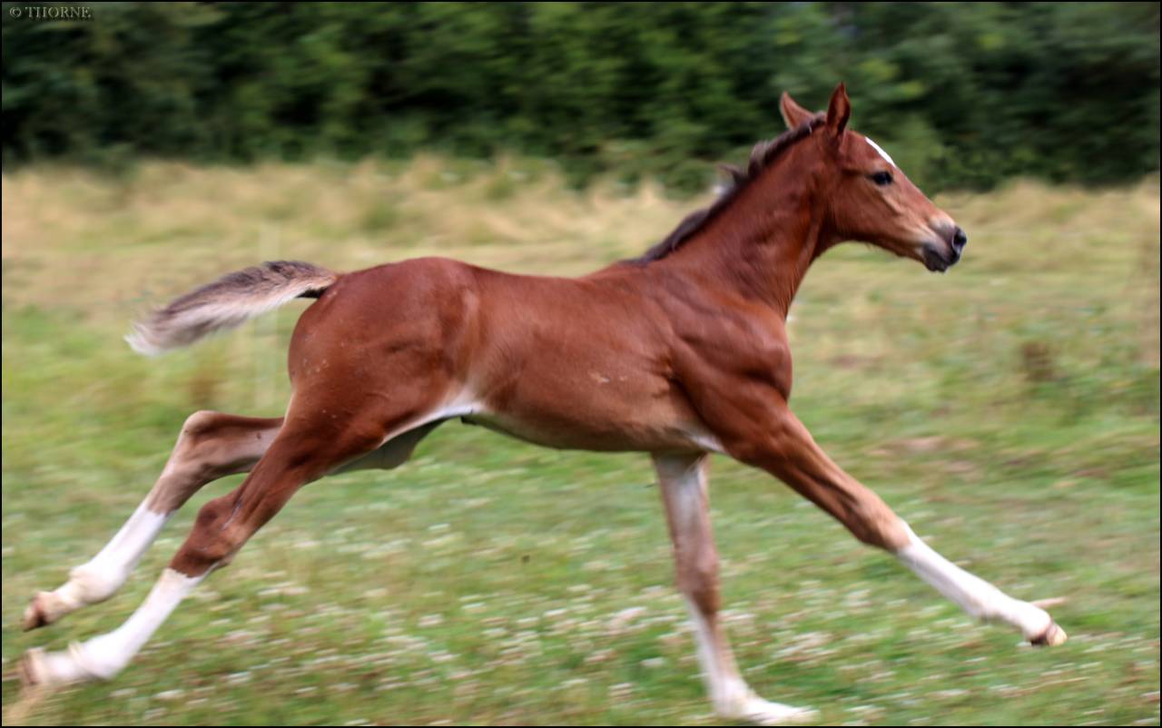 Puledra Sella Francese In vendita 2025 Baio scuro ,  ESMERALDO