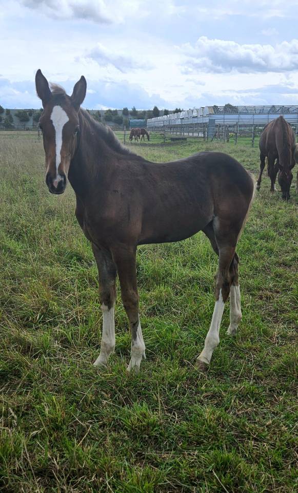 Puledra Sella Francese In vendita 2025 Baio scuro ,  ESMERALDO