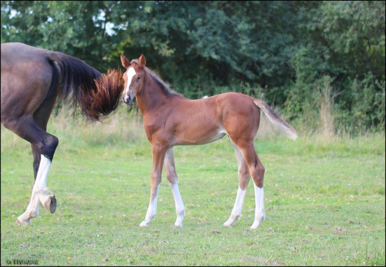 Puledra Sella Francese In vendita 2025 Baio scuro ,  ESMERALDO