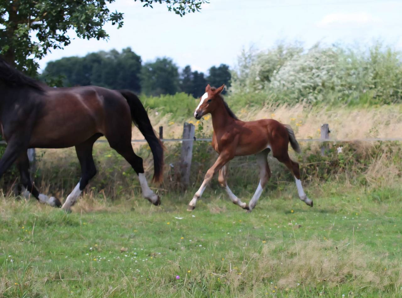 Puledra Sella Francese In vendita 2025 Baio scuro ,  ESMERALDO