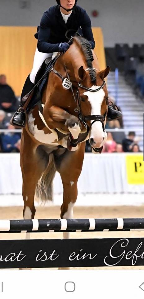 Puledra Sella Francese In vendita 2025 Baio scuro ,  ESMERALDO