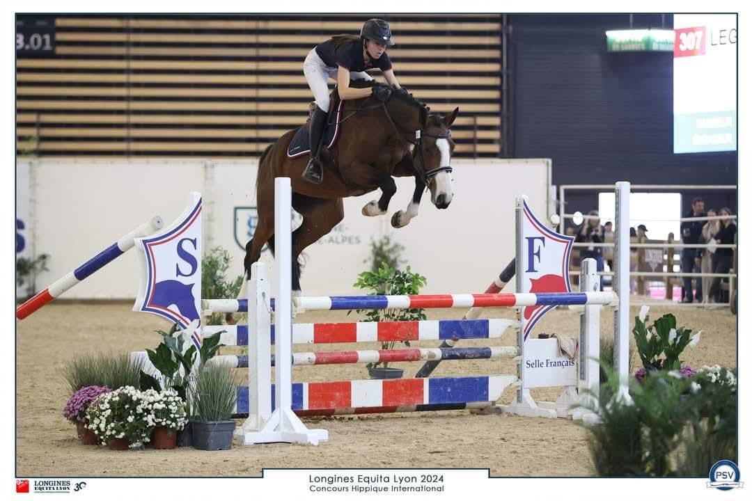 Puledra Sella Francese In vendita 2025 Baio scuro ,  ESMERALDO