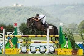 Puledra Sella Francese In vendita 2025 Baio scuro ,  ESMERALDO