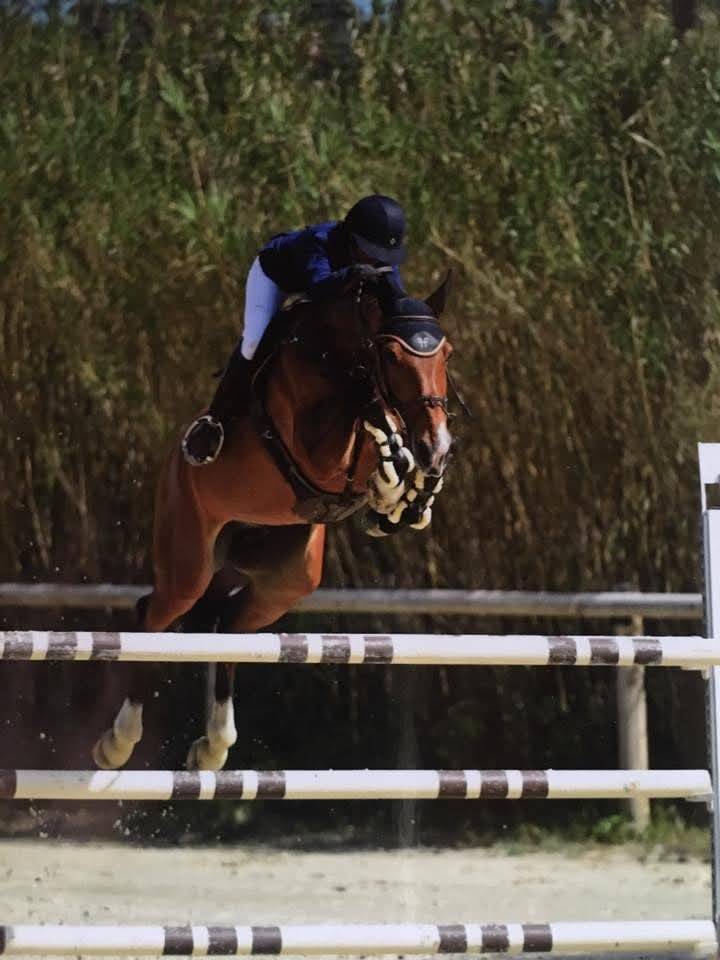 Puledra Sella Francese In vendita 2025 Baio scuro ,  ESMERALDO