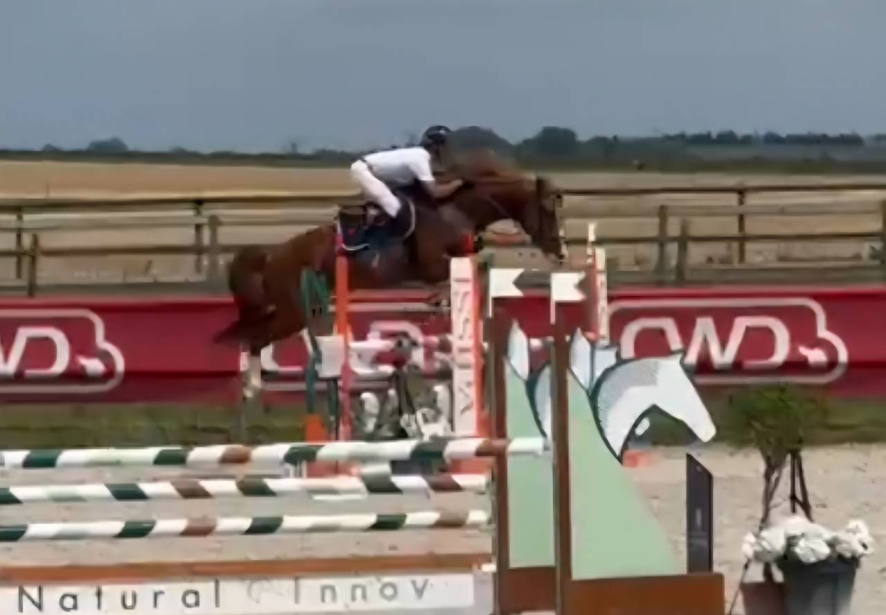 Puledra Sella Francese In vendita 2025 Baio scuro ,  ESMERALDO