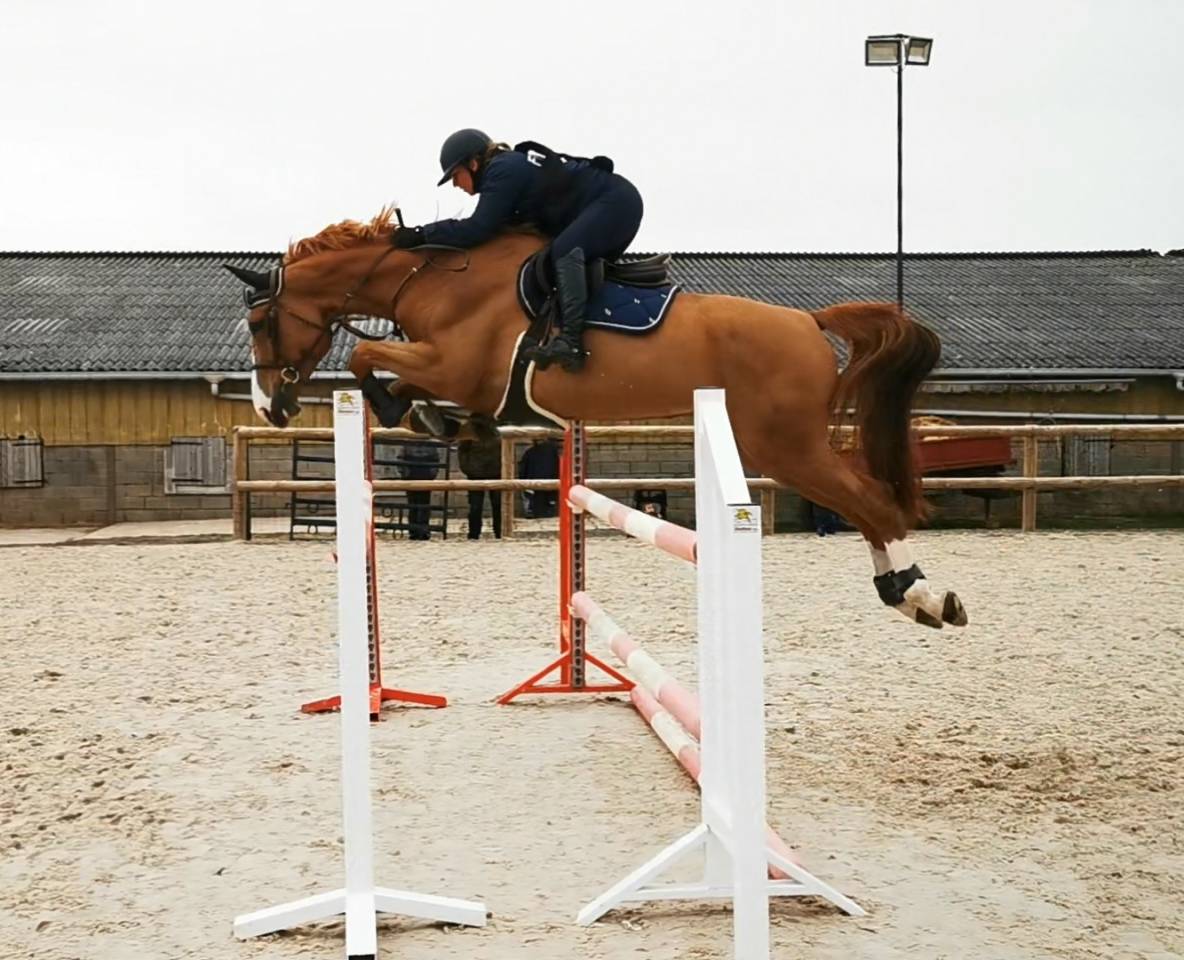 Puledra Sella Francese In vendita 2025 Baio scuro ,  ESMERALDO