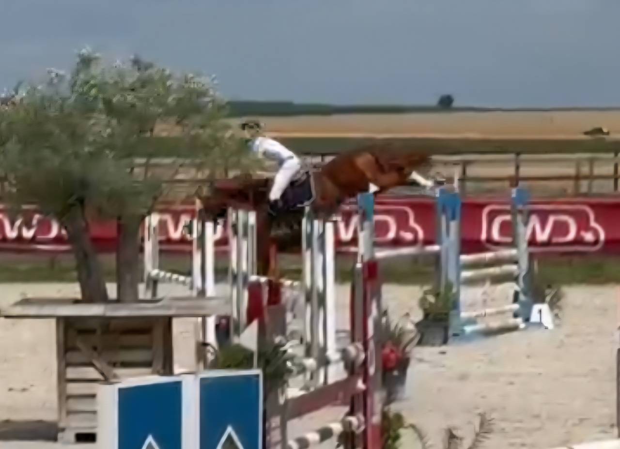 Puledra Sella Francese In vendita 2025 Baio scuro ,  ESMERALDO