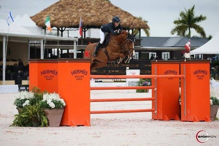 Puledra Sella Francese In vendita 2025 Baio scuro ,  ESMERALDO