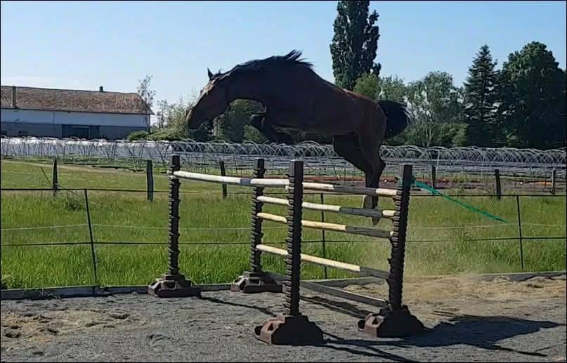 Puledra Sella Francese In vendita 2025 Baio scuro ,  ESMERALDO