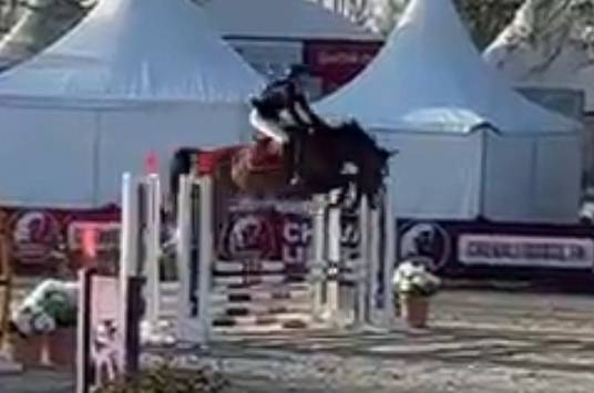 Puledra Sella Francese In vendita 2025 Baio scuro ,  ESMERALDO