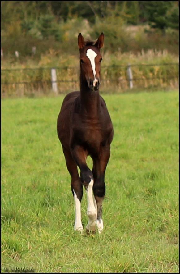 Puledra Sella Francese In vendita 2025 Baio scuro ,  ESMERALDO