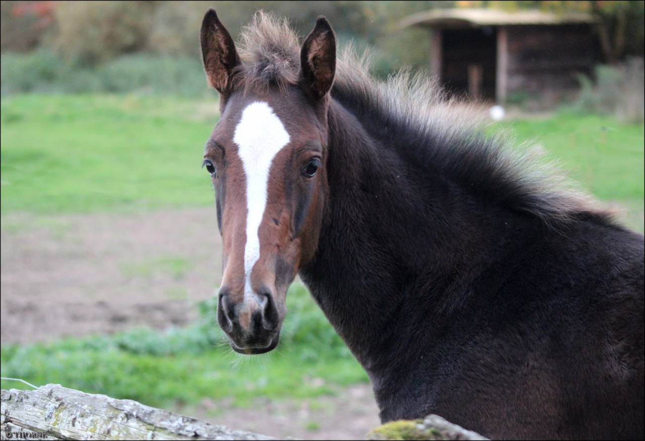 Puledra Sella Francese In vendita 2025 Baio scuro ,  ESMERALDO