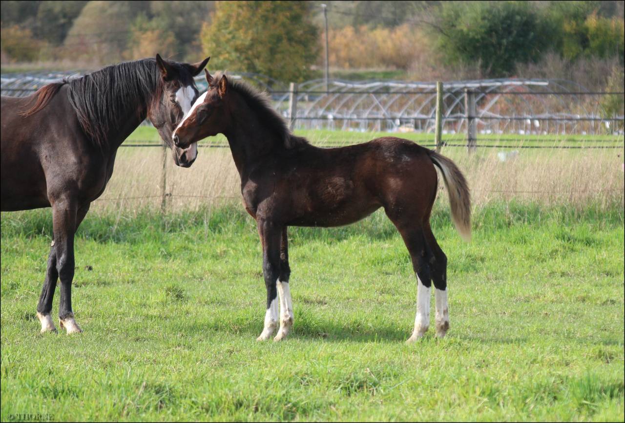 Puledra Sella Francese In vendita 2025 Baio scuro ,  ESMERALDO