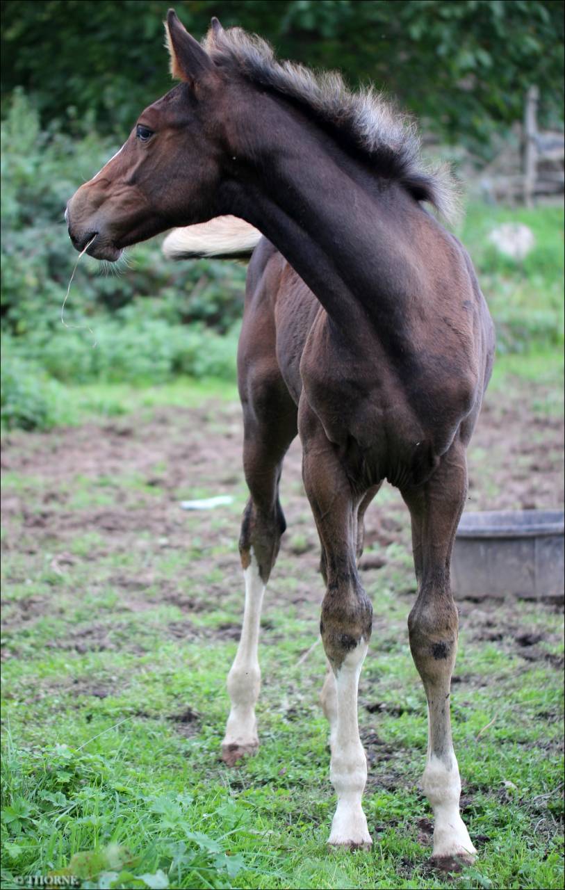 Puledra Sella Francese In vendita 2025 Baio scuro ,  ESMERALDO