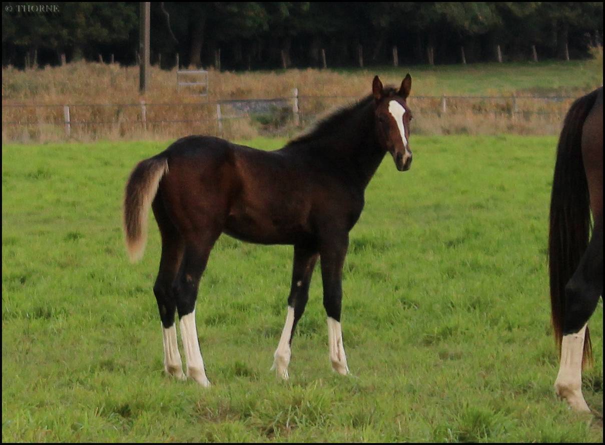 Puledra Sella Francese In vendita 2025 Baio scuro ,  ESMERALDO