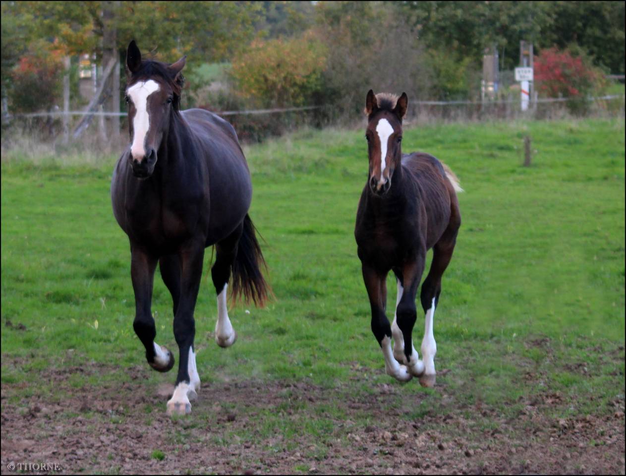 Puledra Sella Francese In vendita 2025 Baio scuro ,  ESMERALDO