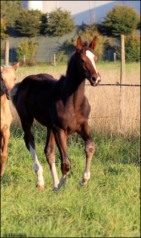 Puledra Sella Francese In vendita 2025 Baio scuro ,  ESMERALDO