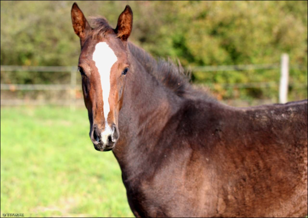 Puledra Sella Francese In vendita 2025 Baio scuro ,  ESMERALDO