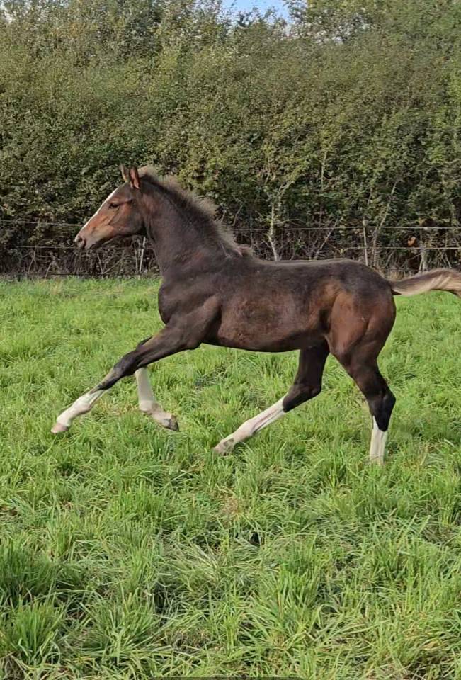 Puledra Sella Francese In vendita 2025 Baio scuro ,  ESMERALDO