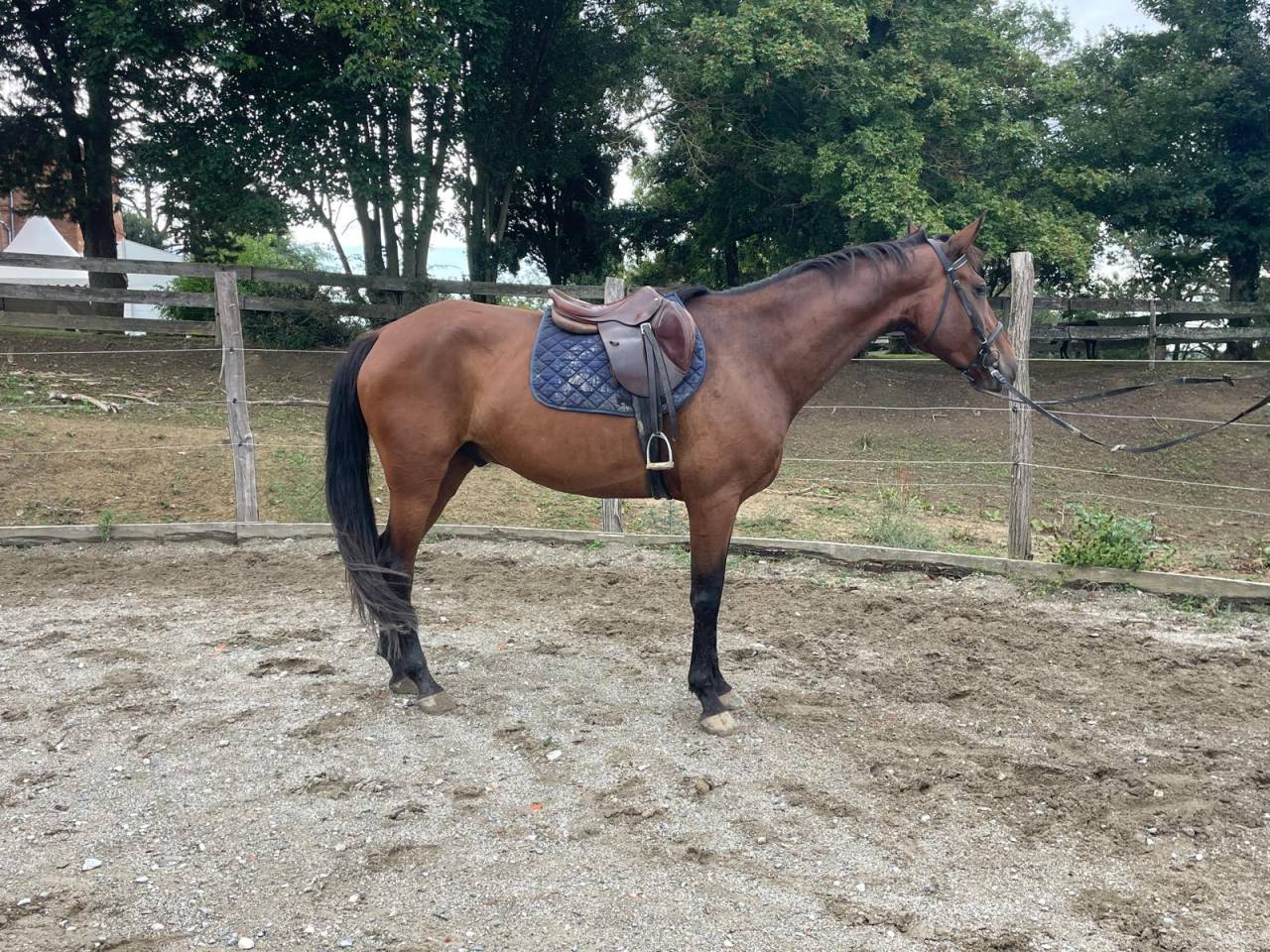 Castrone Origine Non Constatata In vendita 2017 Baio