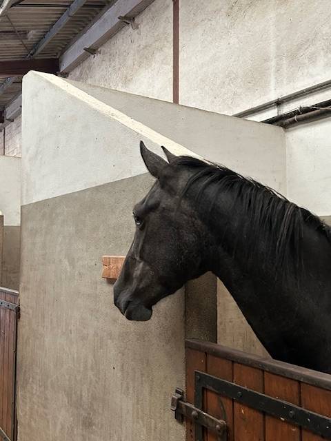 Cavalla Origine non conosciuta  In vendita 2022 Grigio