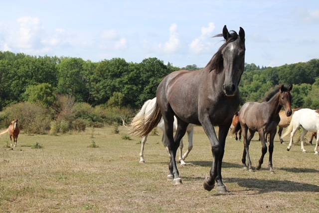 Cavalla Origine non conosciuta  In vendita 2022 Grigio