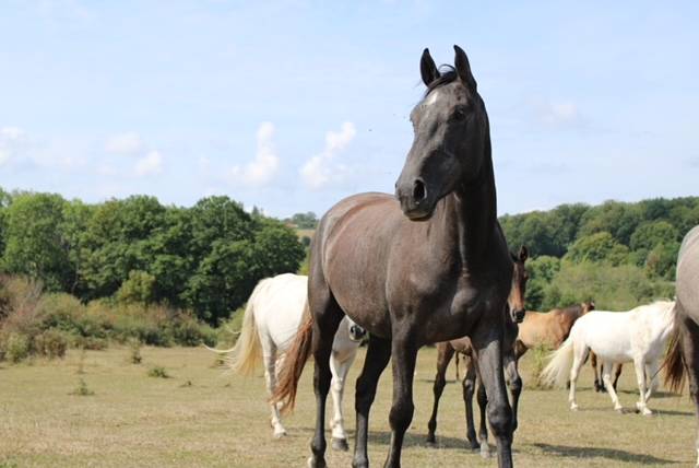 Cavalla Origine non conosciuta  In vendita 2022 Grigio