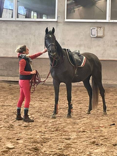 Cavalla Origine non conosciuta  In vendita 2022 Grigio