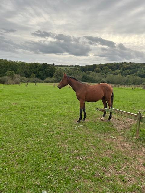 Cavalla Sella Francese In vendita 2024 Baio ,  j'accuse boismargot