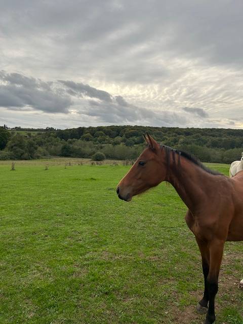 Cavalla Sella Francese In vendita 2024 Baio ,  j'accuse boismargot