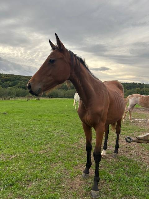 Cavalla Sella Francese In vendita 2024 Baio ,  j'accuse boismargot