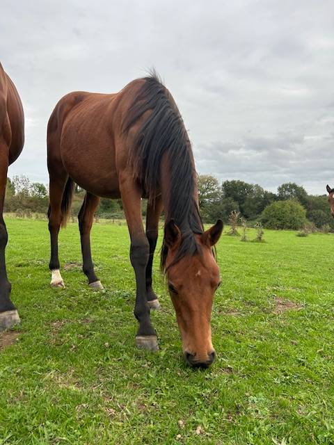 Cavalla Sella Francese In vendita 2024 Baio ,  j'accuse boismargot