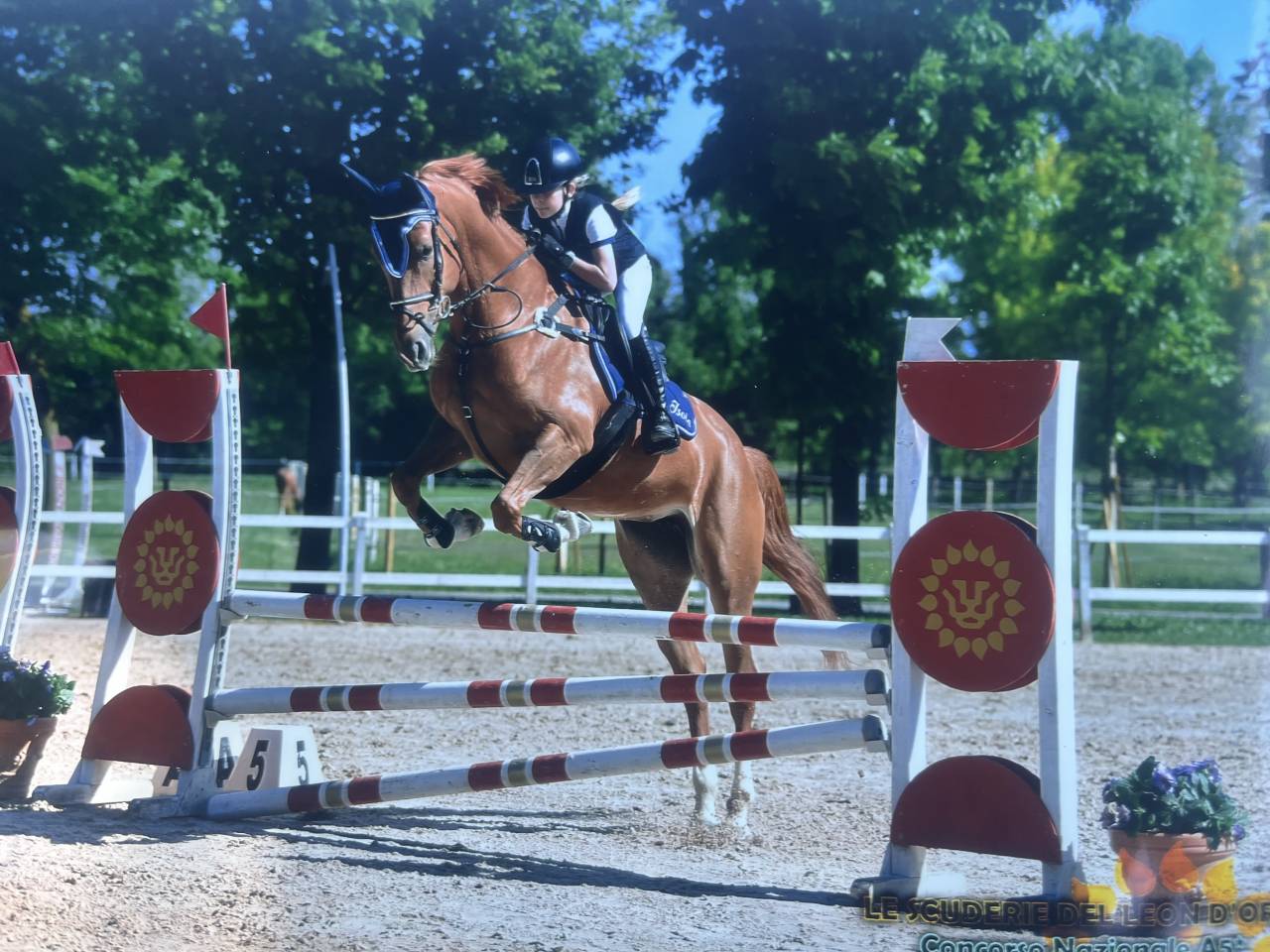  Cavalla zangersheide 2019