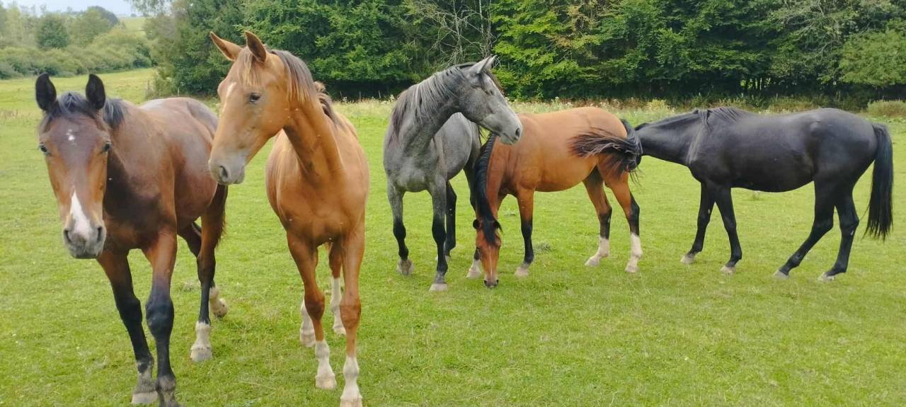 Proprietà equestre In vendita Luxembourg belge