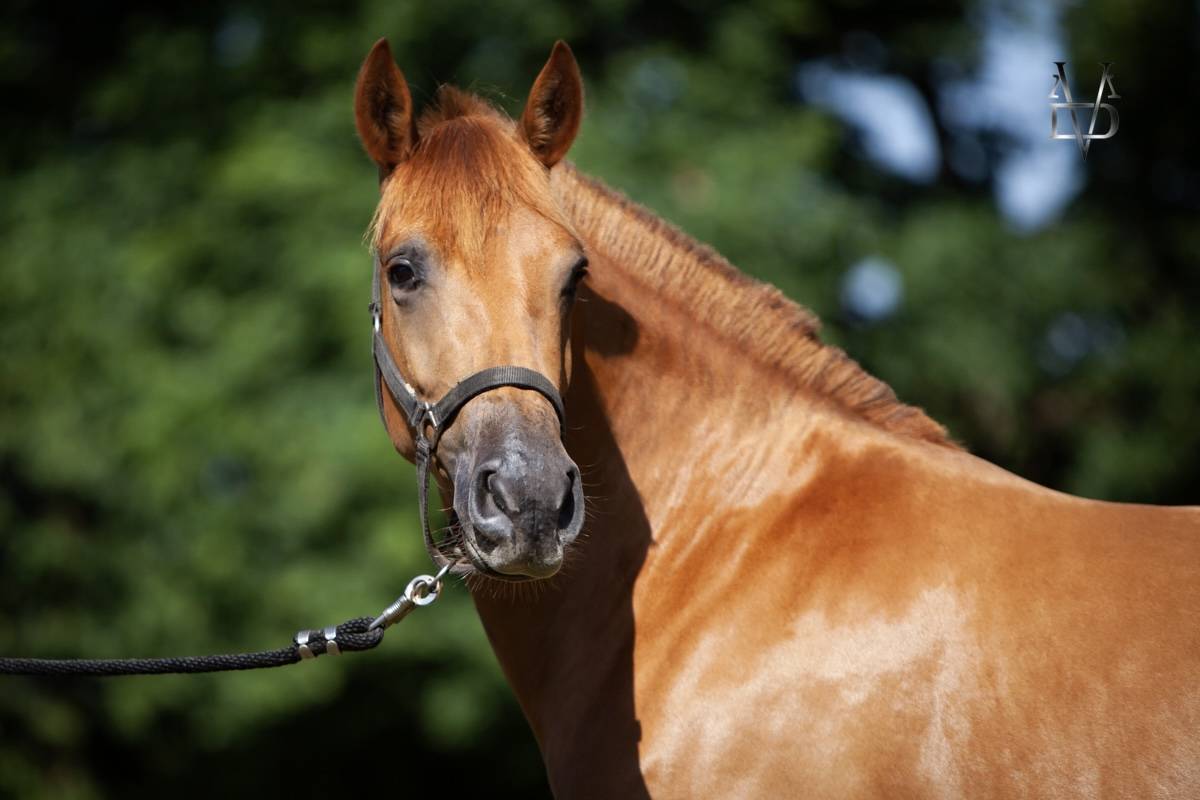 Cavalla PRE Andaluso In vendita 2022 Sauro ,  Tarzano GSA