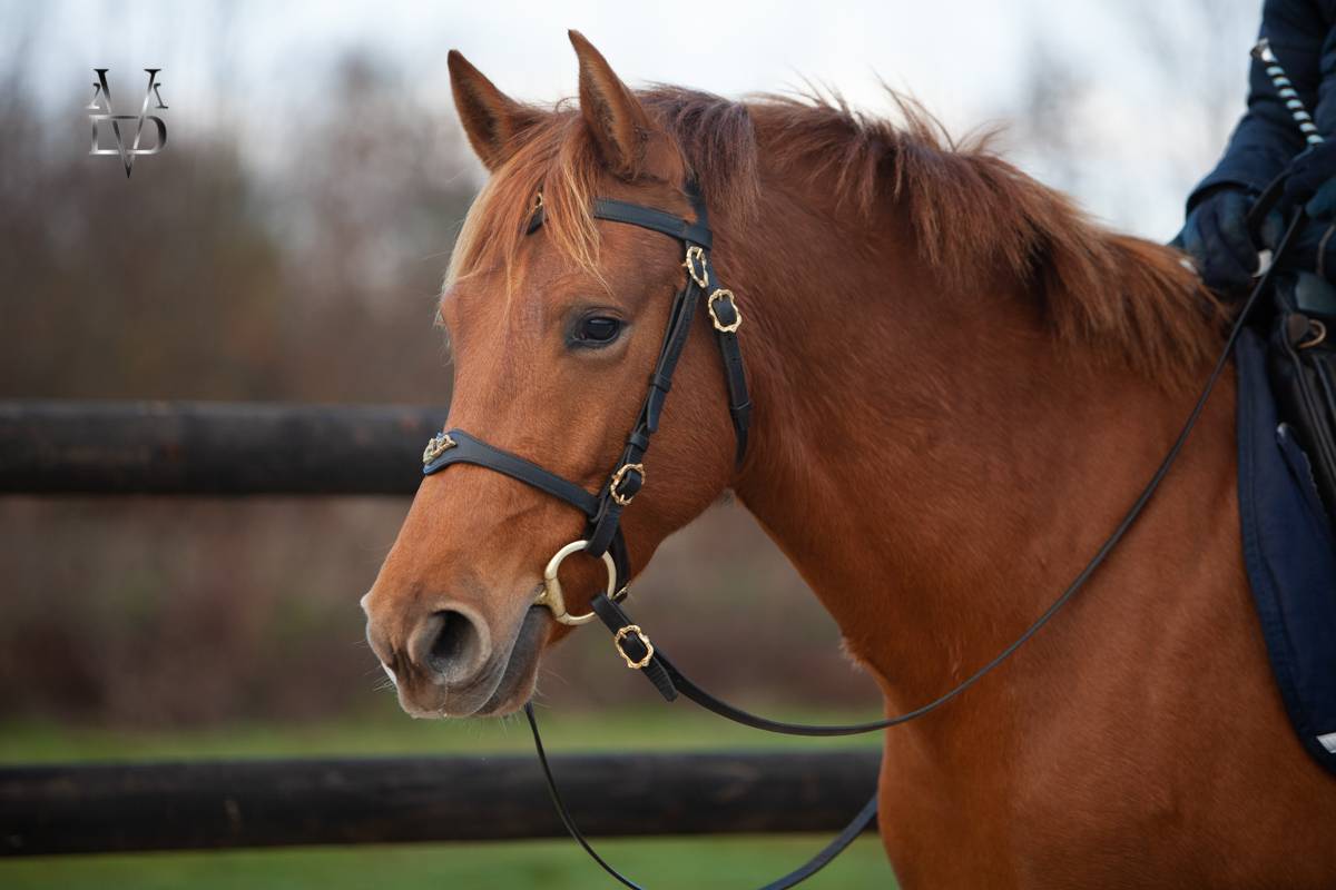 Cavalla PRE Andaluso In vendita 2022 Sauro ,  Tarzano GSA