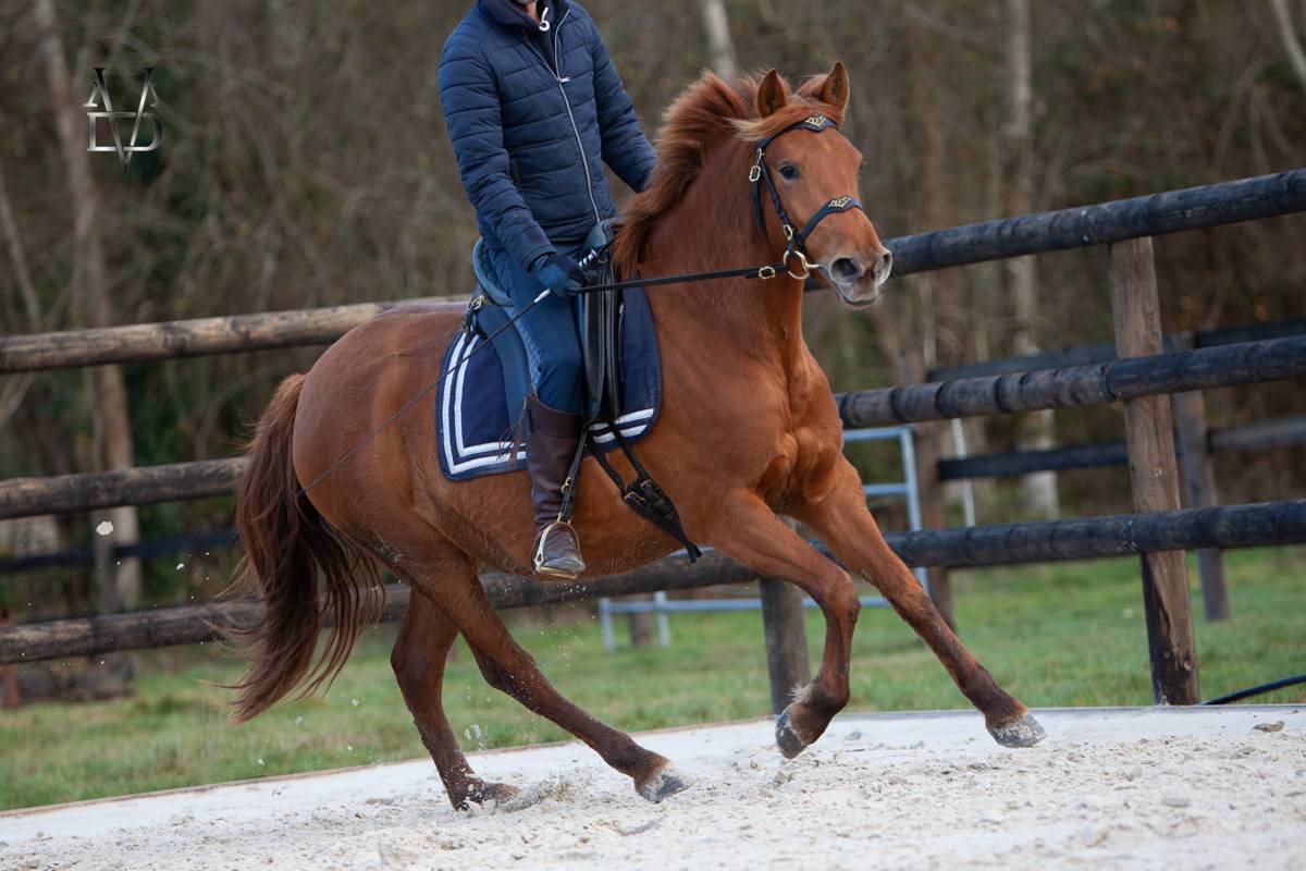 Cavalla PRE Andaluso In vendita 2022 Sauro ,  Tarzano GSA