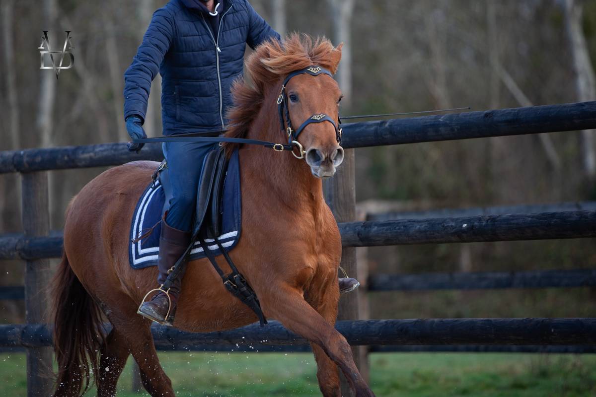 Cavalla PRE Andaluso In vendita 2022 Sauro ,  Tarzano GSA