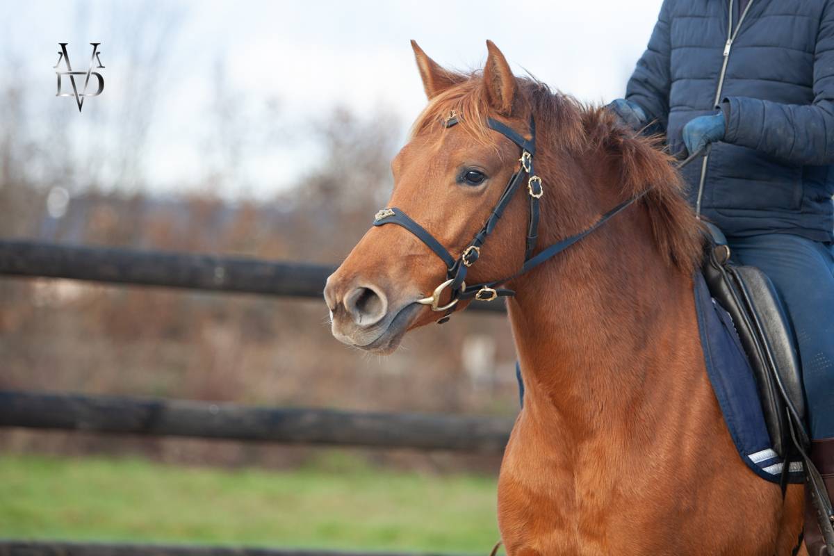 Cavalla PRE Andaluso In vendita 2022 Sauro ,  Tarzano GSA