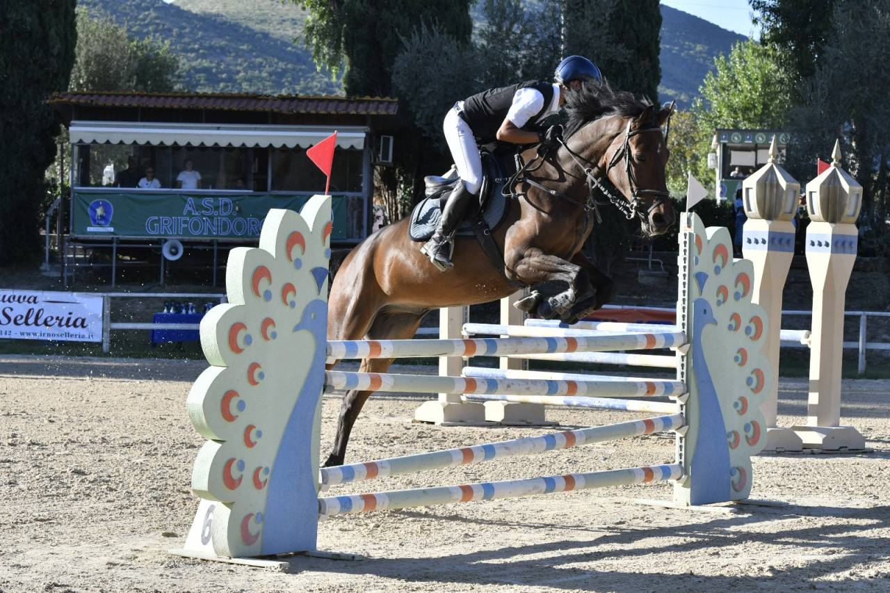 KWPN 2019 - Castrone da Salto - Linea Kannan Jr 