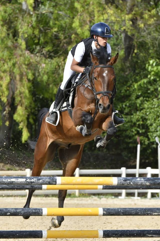 KWPN 2019 - Castrone da Salto - Linea Kannan Jr 