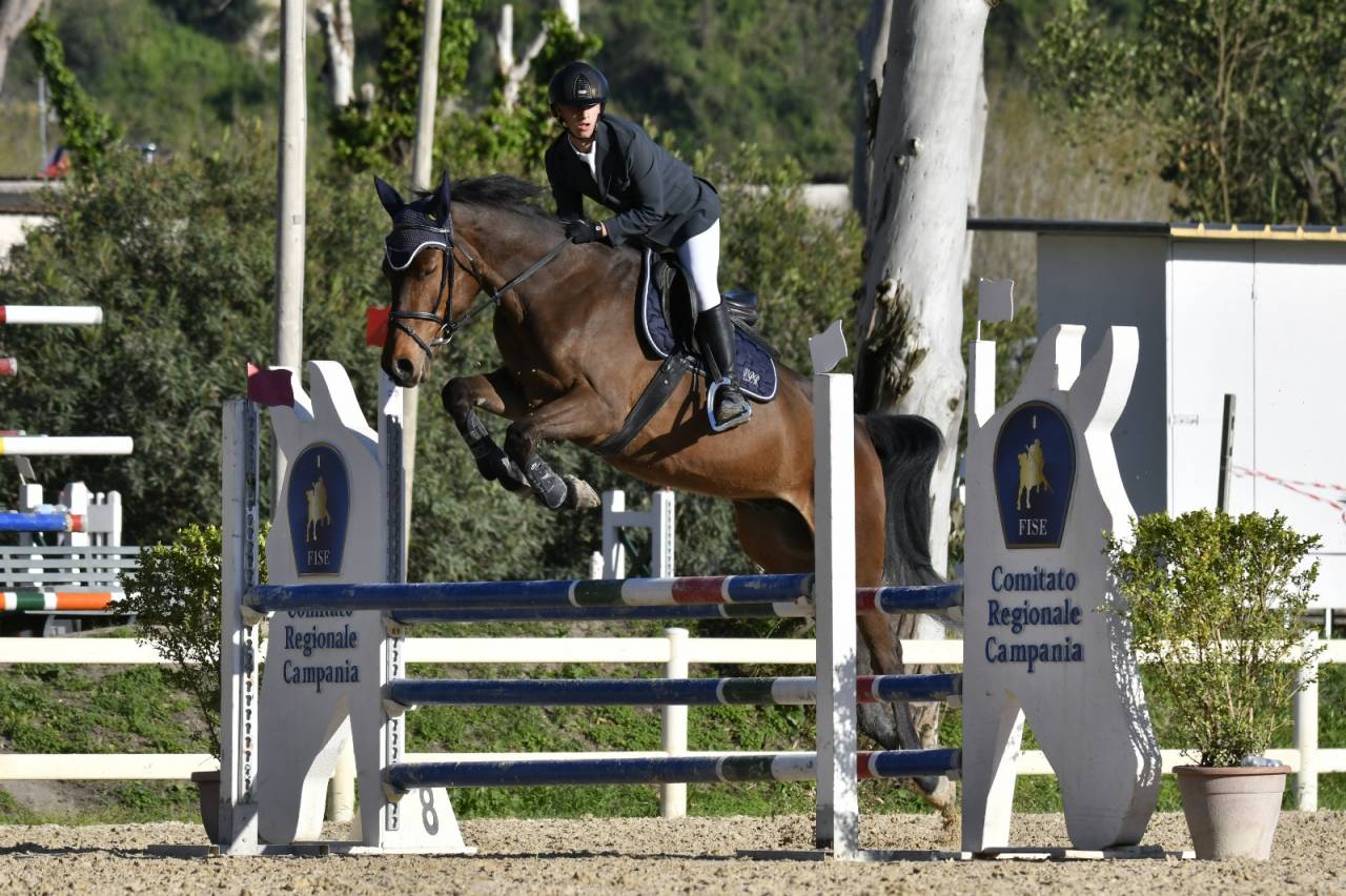 KWPN 2019 - Castrone da Salto - Linea Kannan Jr 