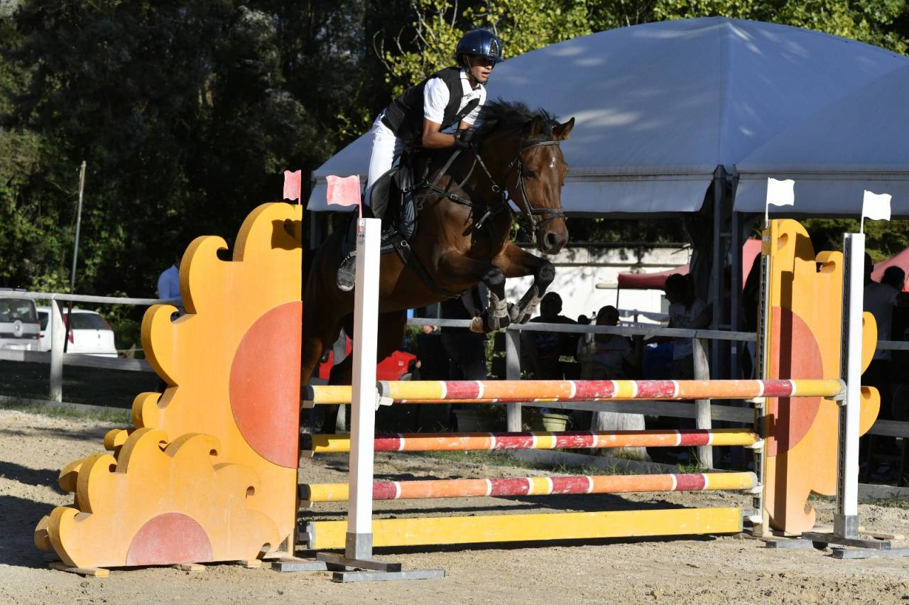 KWPN 2019 - Castrone da Salto - Linea Kannan Jr 