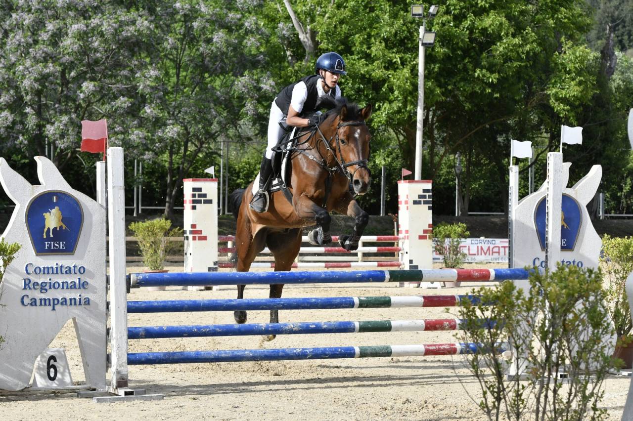 KWPN 2019 - Castrone da Salto - Linea Kannan Jr 