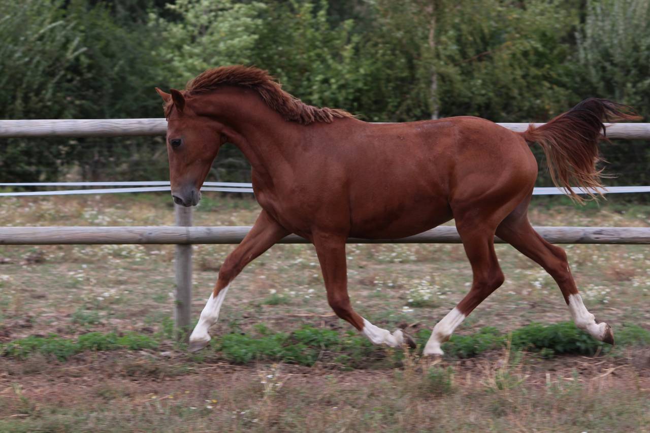 Puledro PFS Pony Francese da Sella In vendita 2024 Sauro ,  Bon Cœur