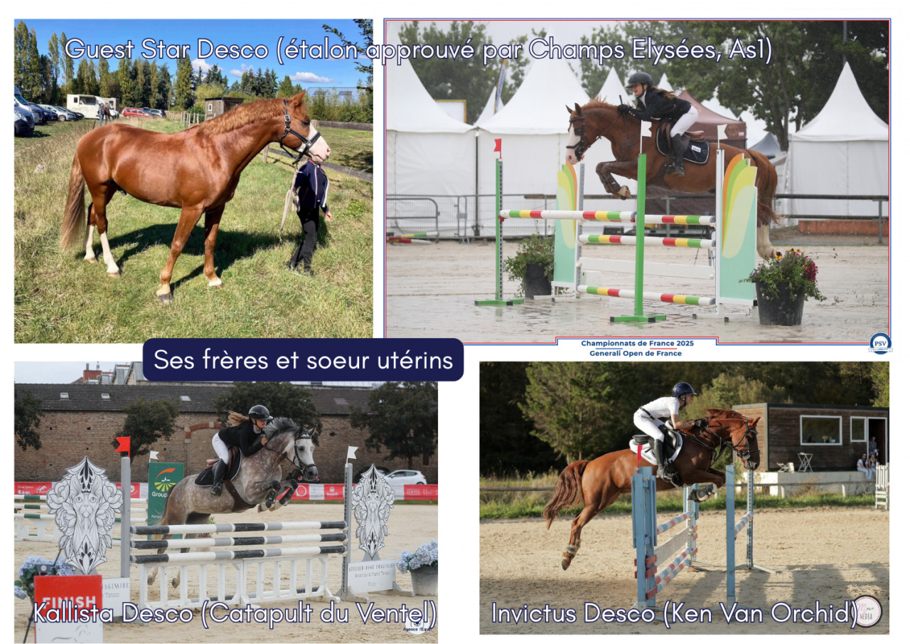 Puledro PFS Pony Francese da Sella In vendita 2024 Sauro ,  Bon Cœur